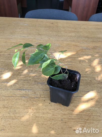 Фикусы Бенджамина