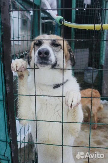 Подари Скарлет дом