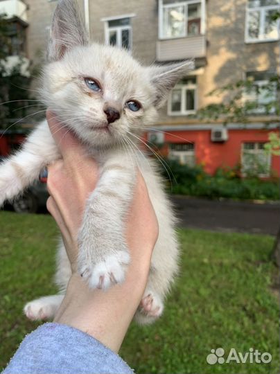 Очень красивый, крошечный котенок на улице