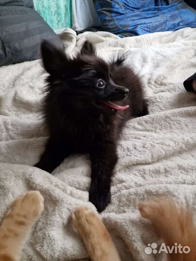 Собаки щенки шпиц