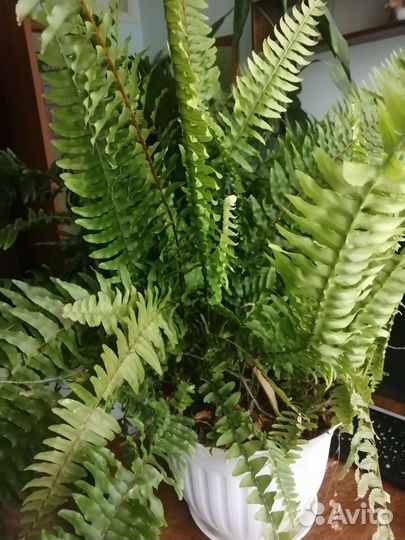 Папоротник