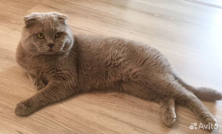 Кот - вязка