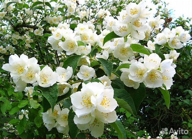 Жасмин. Сирень.Девичий виноград. Верба