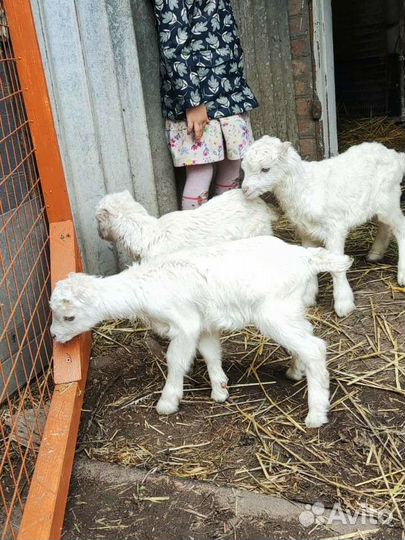 Козочки ламанча