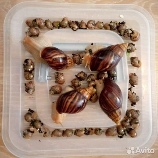 Улитки ахатины ретикулята альбино