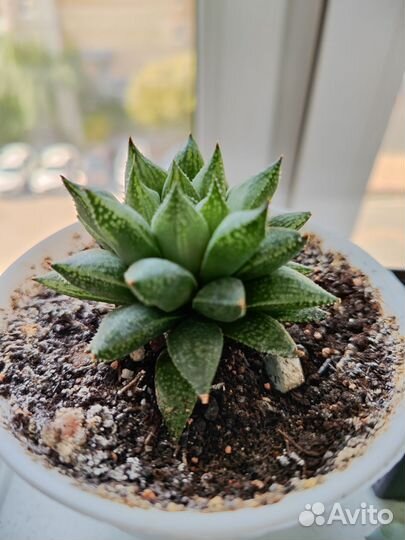 Суккуленты хавортия