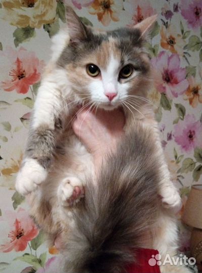 Кошка