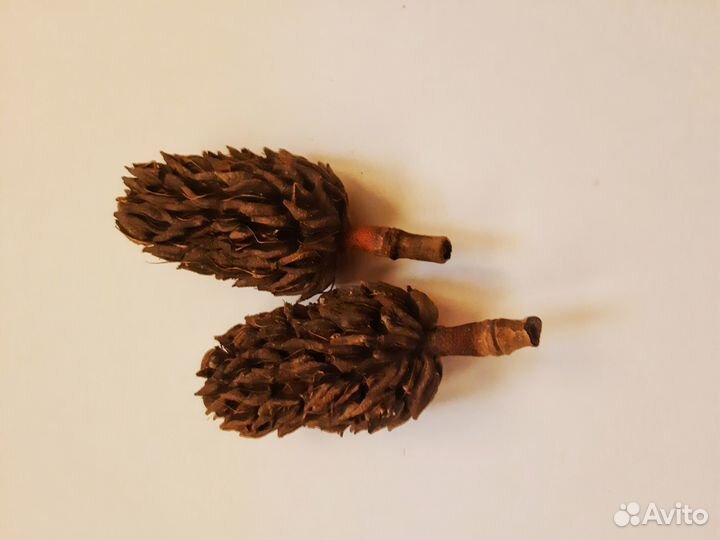 Шишки сосны, платана, магнолии и т.д