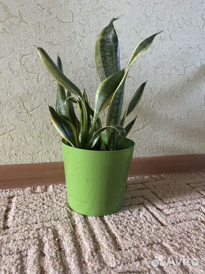 Сансивиерия