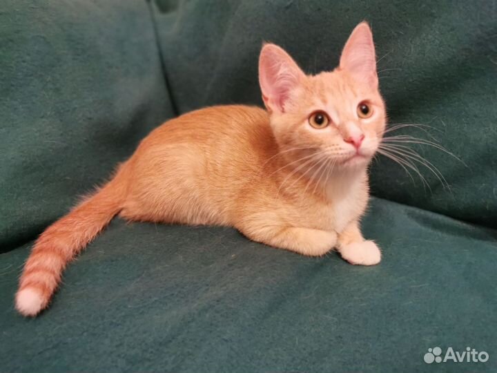 Котёнок ищет дом