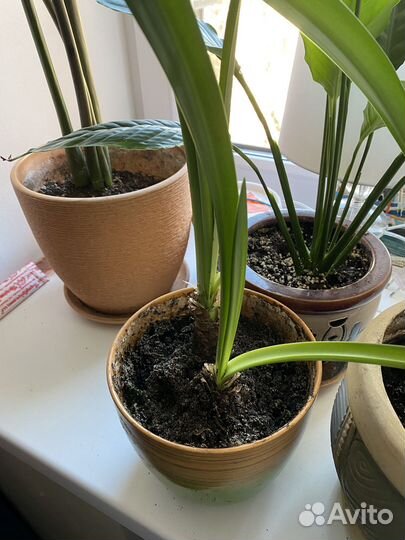 Лилия, спатифиллум