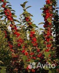 Вишня войлочная вишня шоколадница