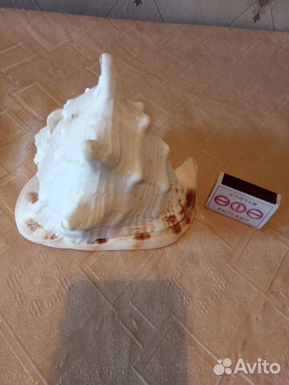 Раковины морские