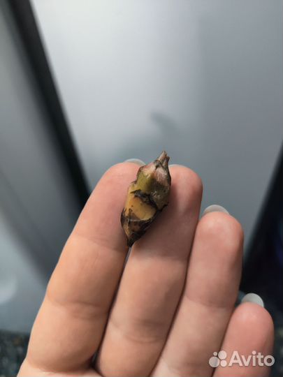 Клубень алоказии Кобра вар