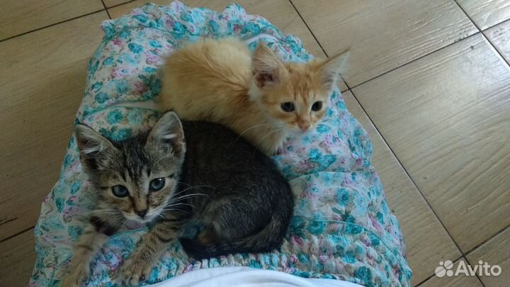 Ласковые котята в добрые руки