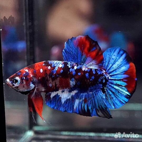 Аквариумная рыбка петушок (разные породы)
