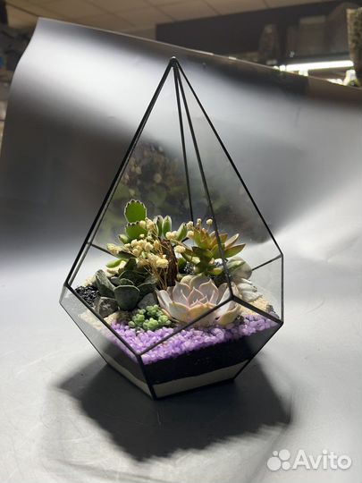 Флорариум Малайзия суккуленты подарок