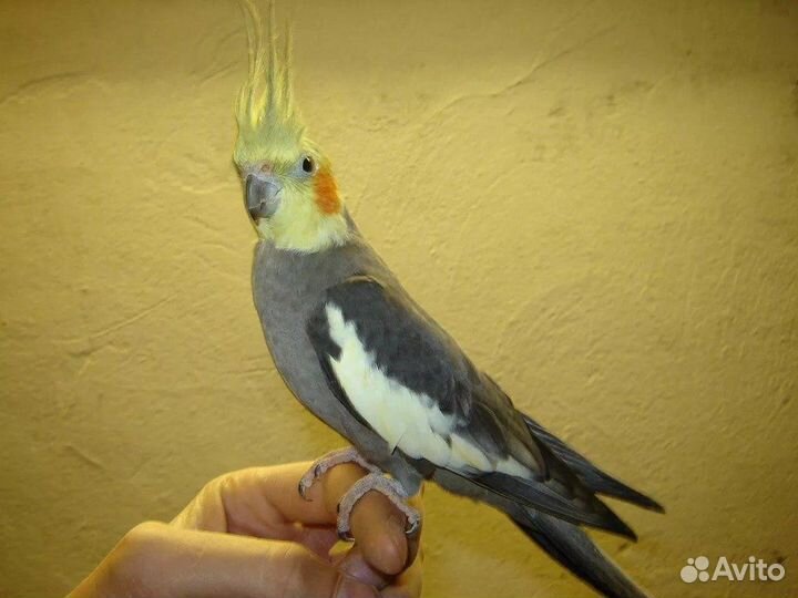 Попугай корелла и волнистый