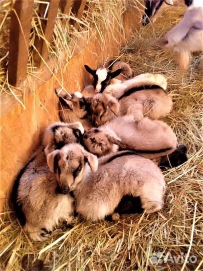 Камерунские, нубийские и альпийские молодые козы