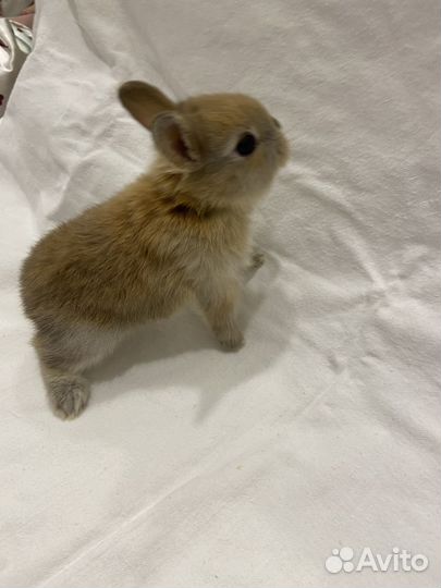 Декоративные кролики