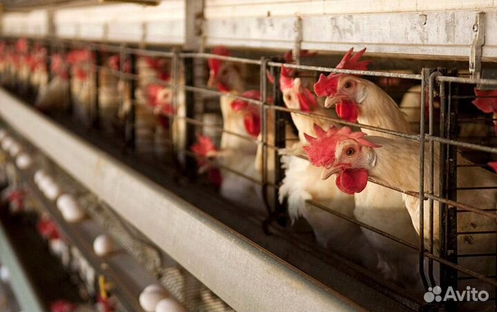 Упаковщик мяса птицы,без опыта.Еженедельные авансы