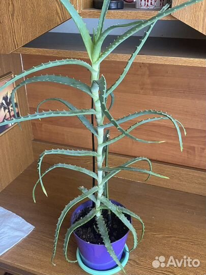 Алоэ (столетник)