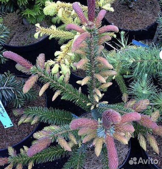 Ель Ротер Аустриб