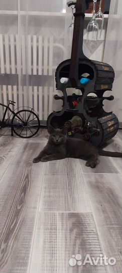Кошечка принцесса