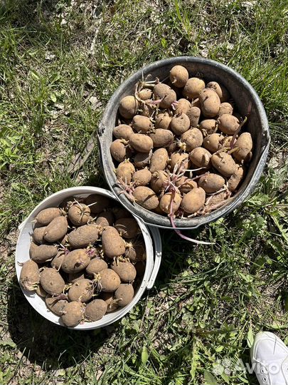 Семенной картофель