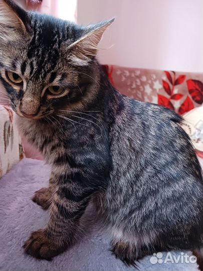 Отдам котика