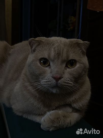 Шотландская вислоухая