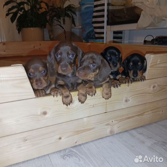 Такса стандарт щенки