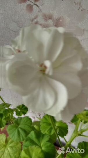 Герань пеларгония белая