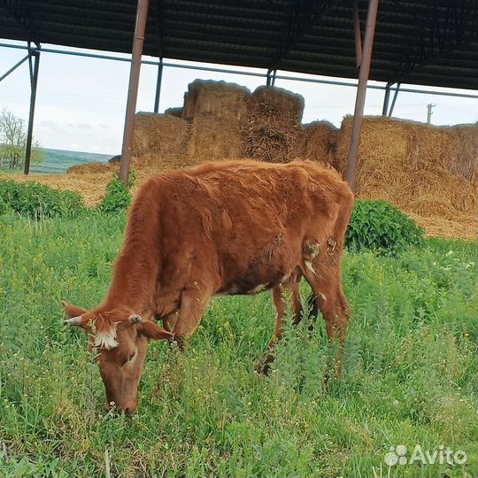 Коровы и телки