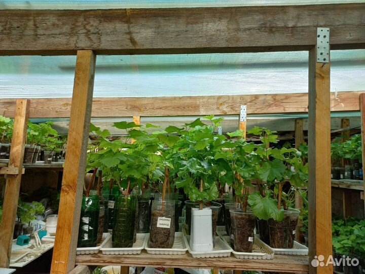 Вегетирующие саженцы винограда