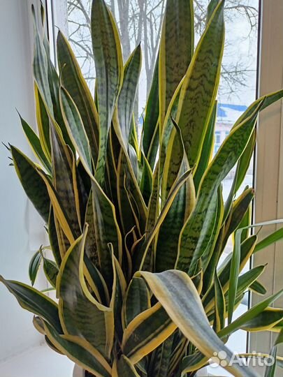 Сансевиерия лауренти