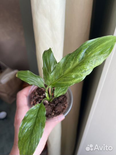 Спатифиллум