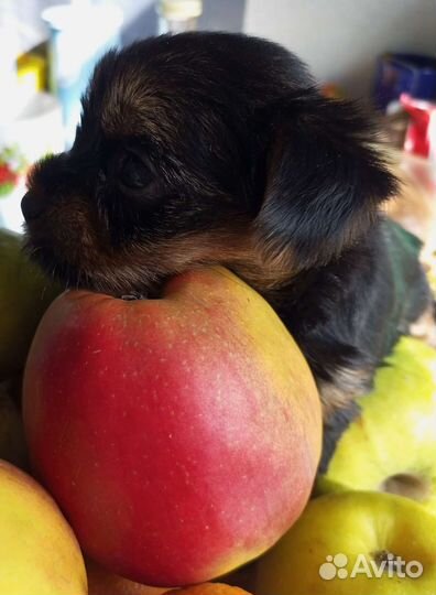 Йоркширский терьер