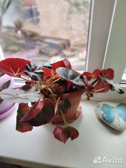 Бегония краснолистная