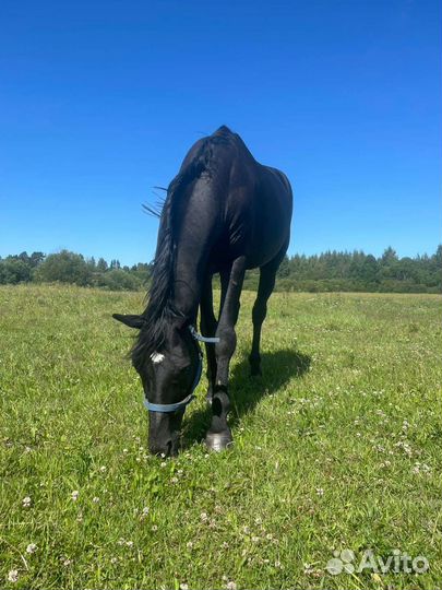 Продам жеребца