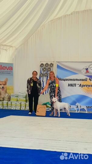 Вязка бультерьер стандарт