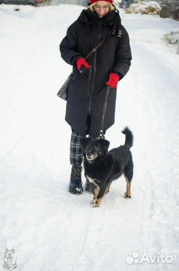 Пёс Коржик