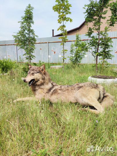 Чучело волка ручной работы