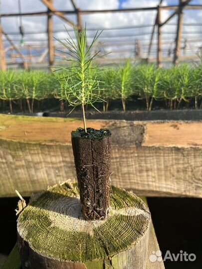 Зкс Сосна Ель Лиственница сеянцы Голуб горн