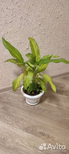 Спатифиллум