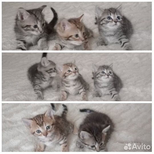 Отдам котенка в добрые руки