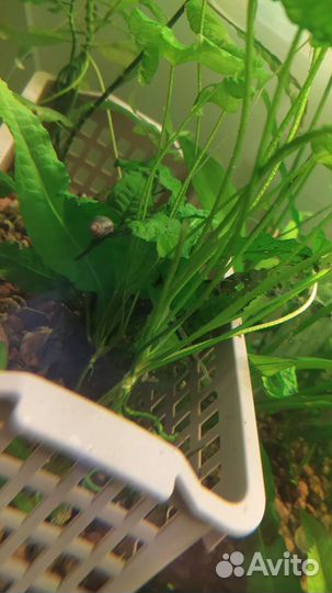 Улитки ампулярии