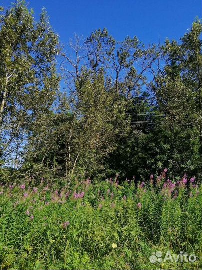 Спил деревьев