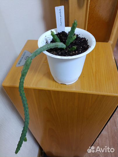 Гуэрния (huernia pendula)