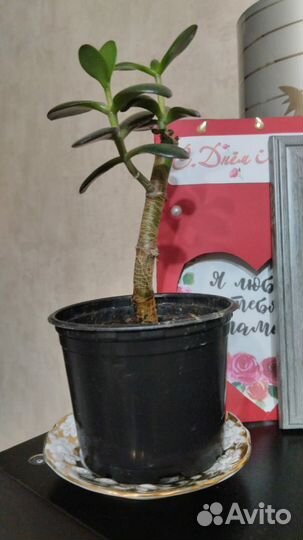 Толстянка. Денежное дерево